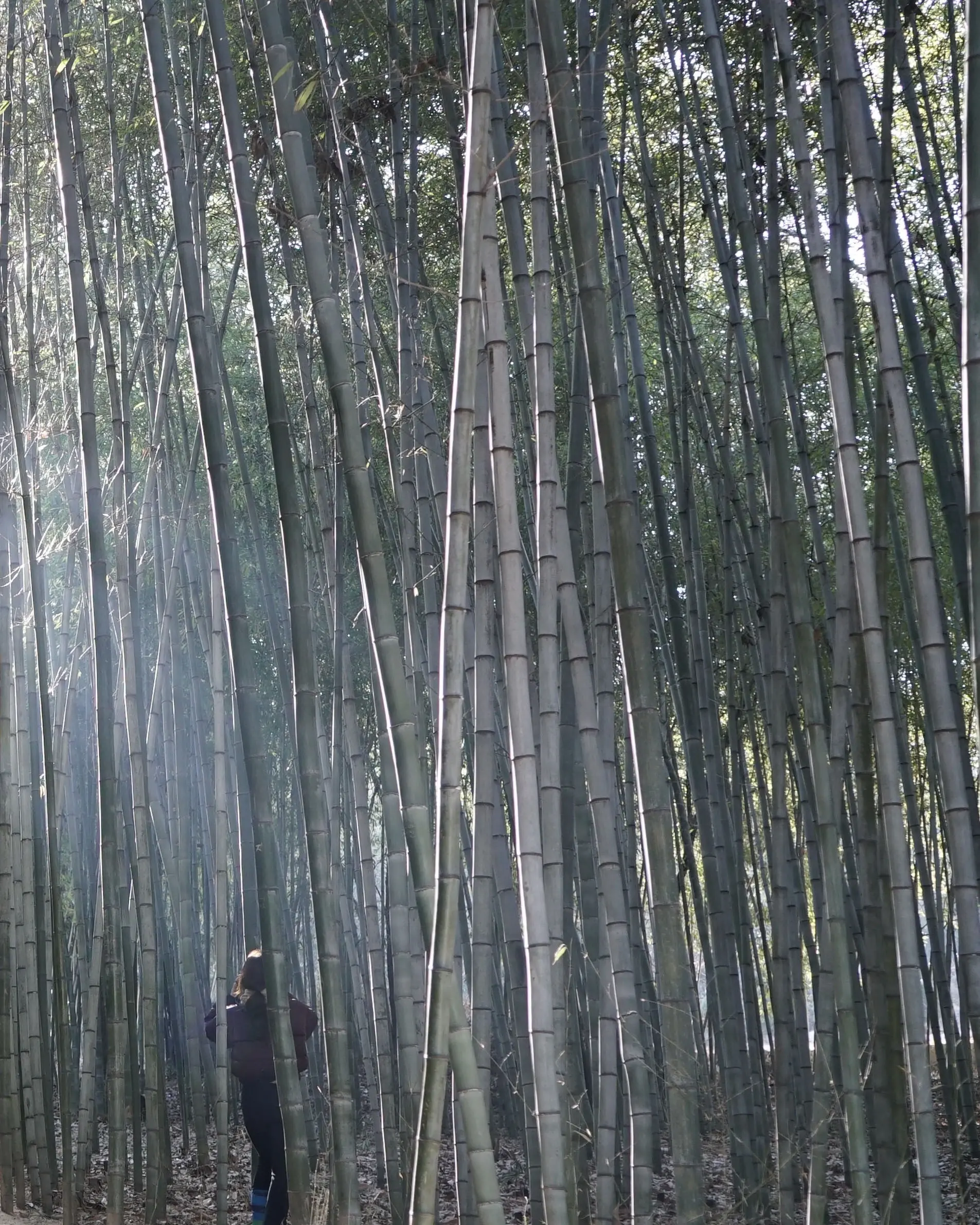BIENNALEDEGWANGJU_ECOHANOK_BAMBOO_Sooin Jang