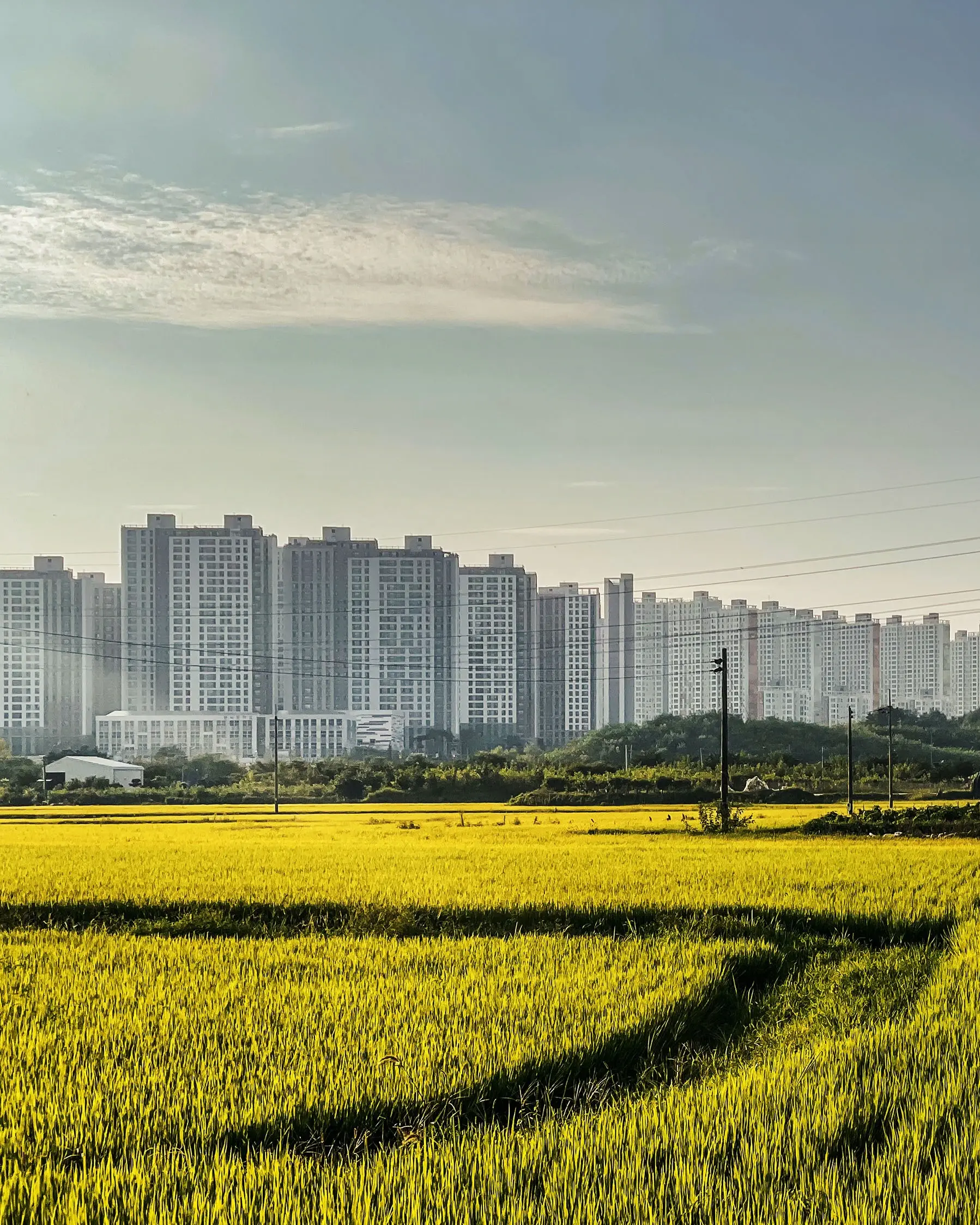 BIENNALEDEGWANGJU_ECOHANOK_RICEFIELD_Sooin Jang