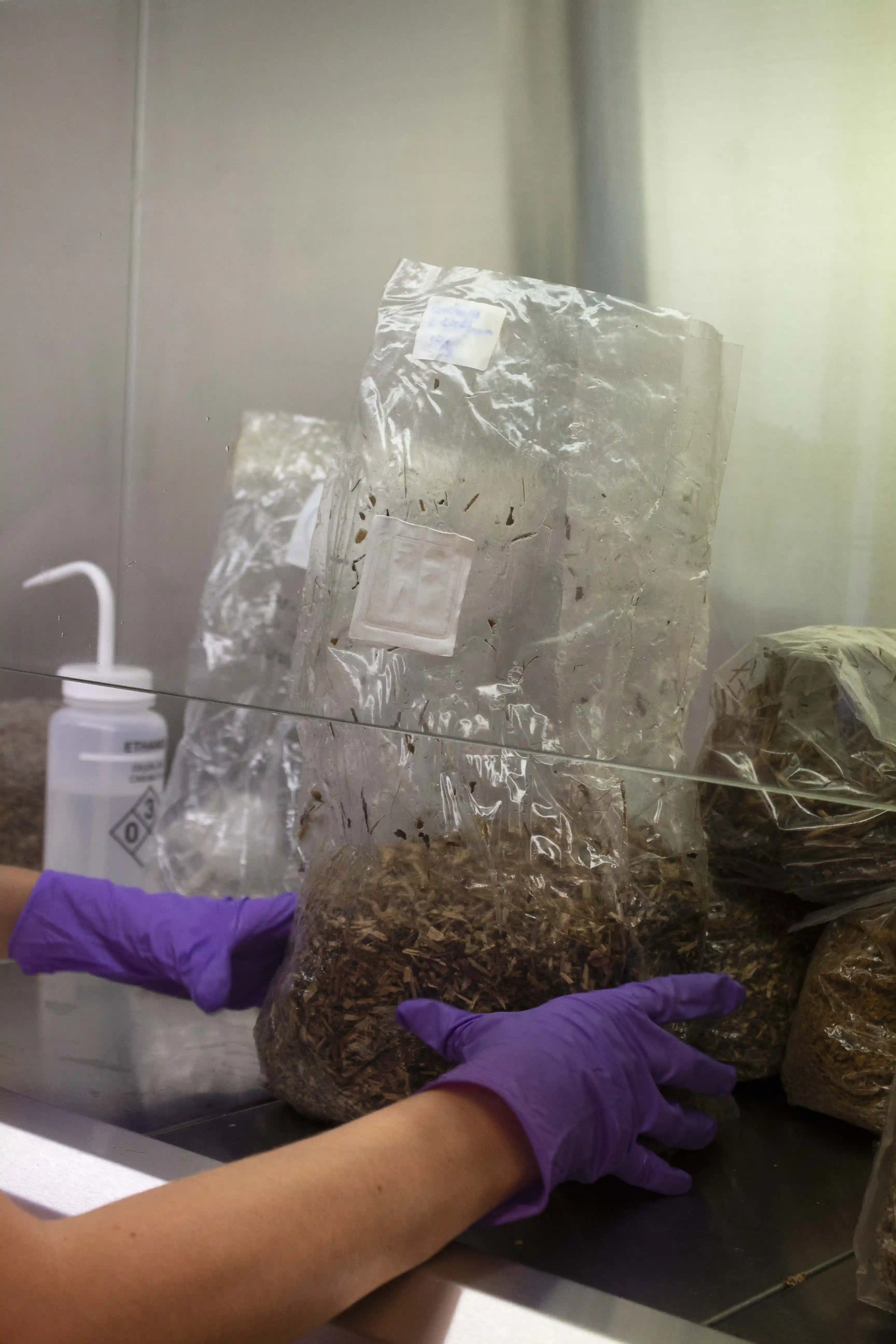 20240905_(C)arnaudmagnin_LOF_substrateinoculation_06[67]