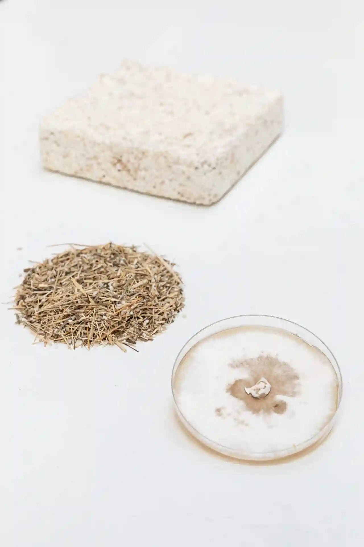 211019-MYCELLIUM-ADRIANDEWEERDT-38