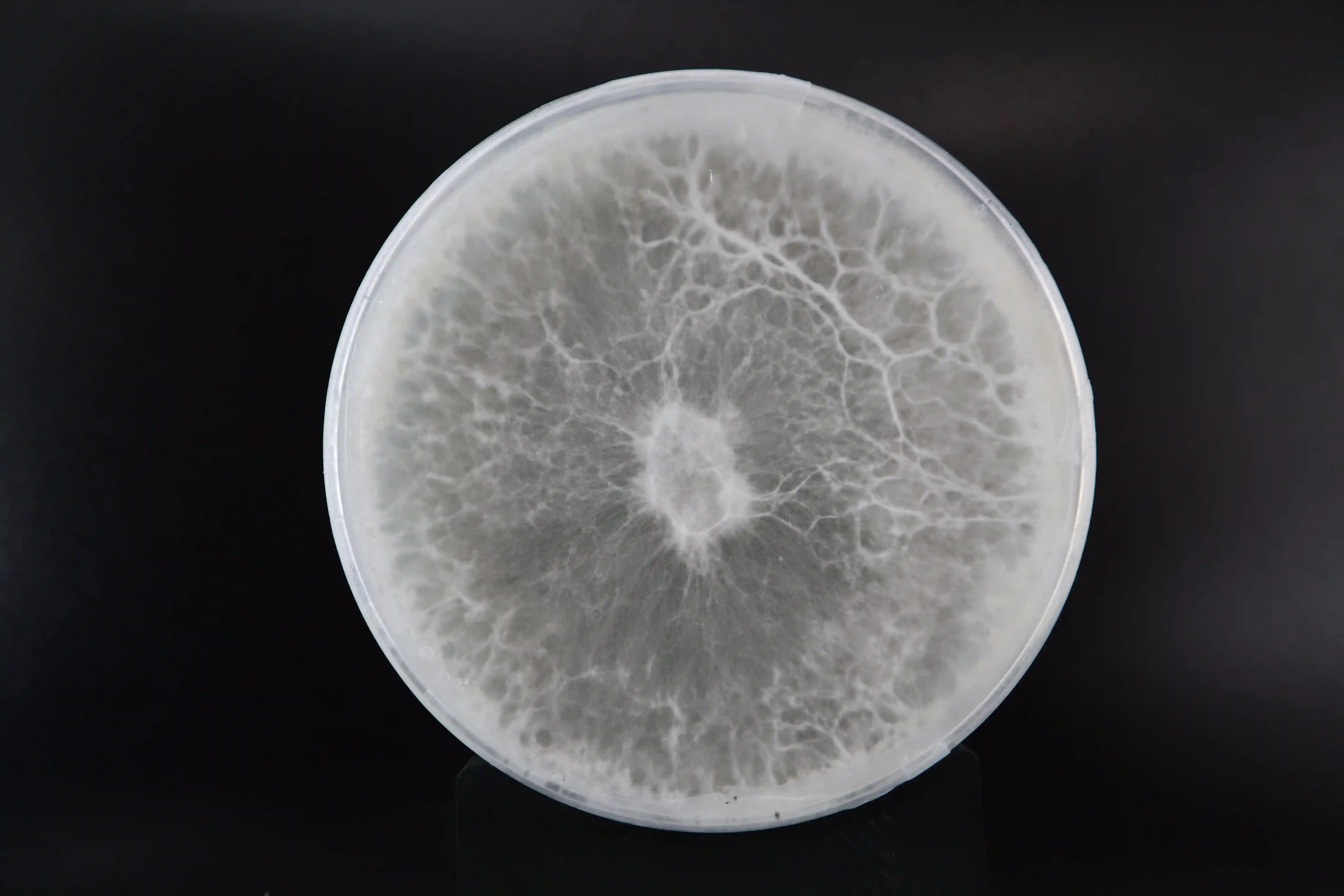 Pleurotus_creditCarlottaBorgato[78]