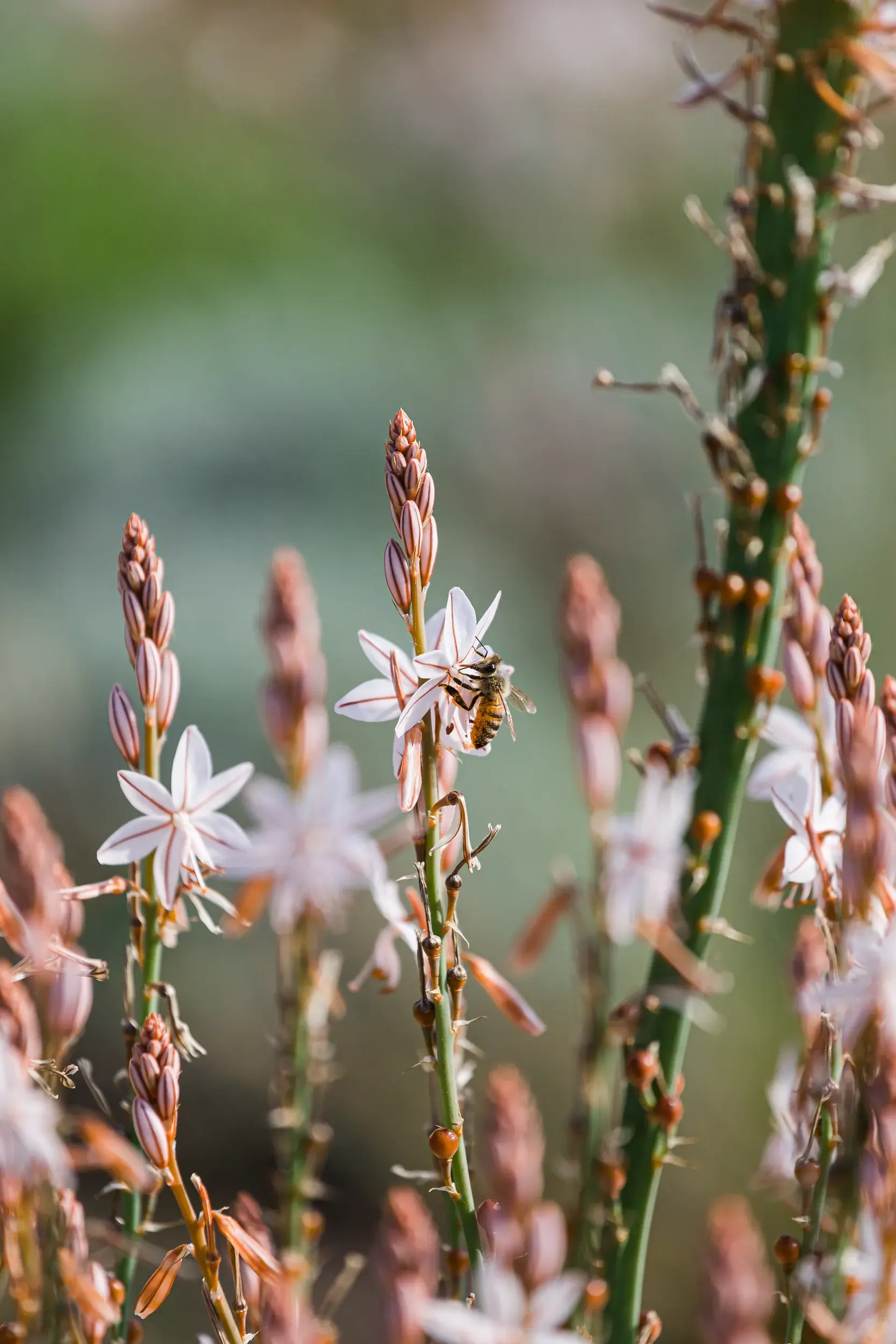 220328-LUMA-PPAYSAGER-SPRING-ADRIANDEWEERDT-10