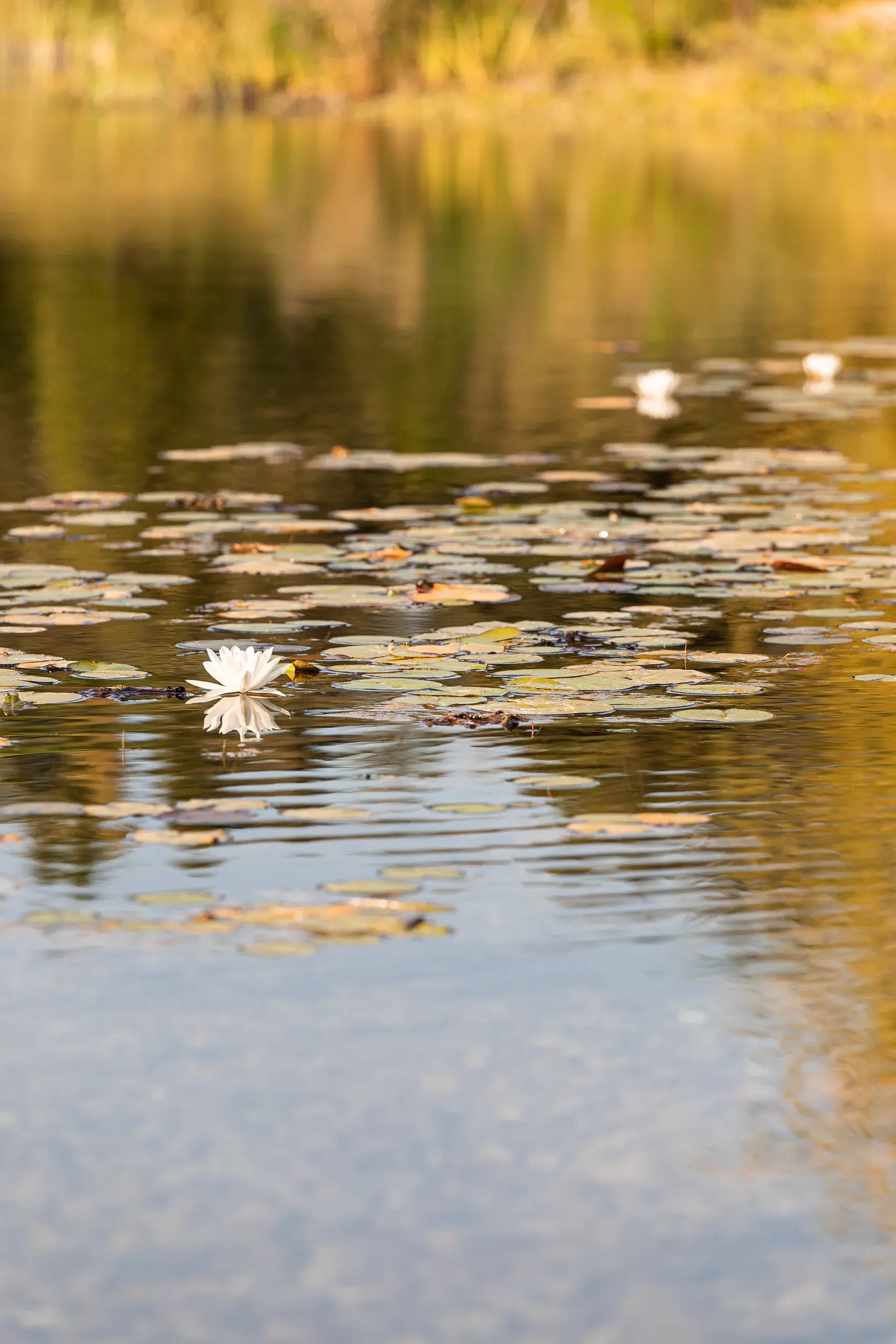 220718-LUMA-PPAYSAGER-ADRIANDEWEERDT-32