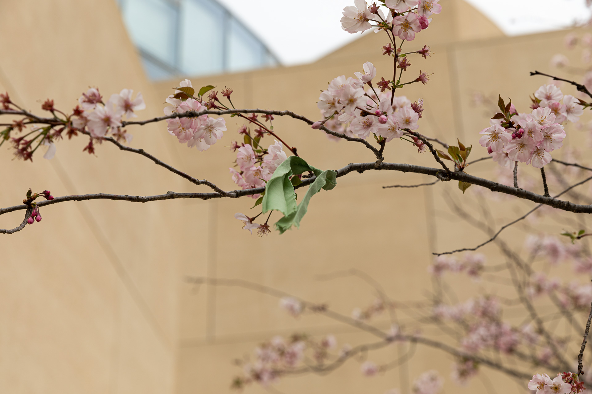 240325-LUMA-CERISIER-ADRIANDEWEERDT-14